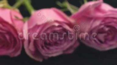 玫瑰的粉红色在一个黑暗的背景，清新的香水气味，花束礼物惊喜玫瑰。